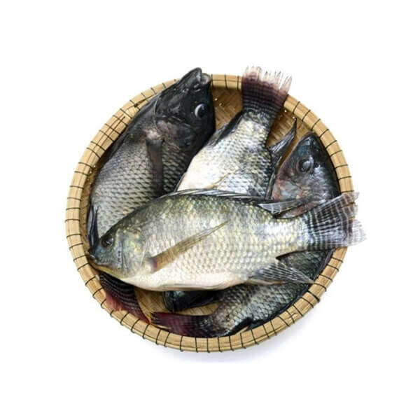 Ikan Nila