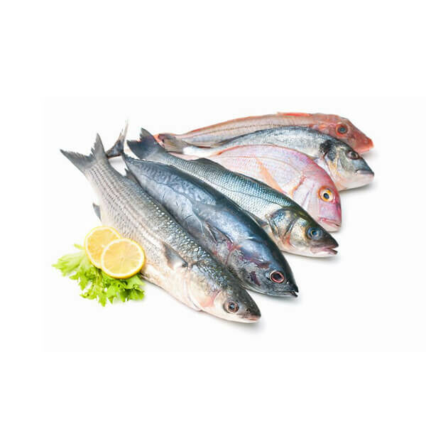Ikan Laut